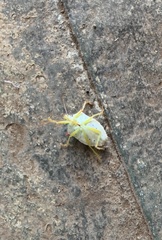 Brontocoris nigrolimbatus