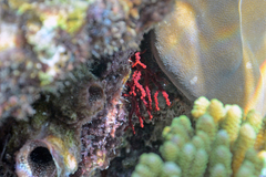 Melithaea
