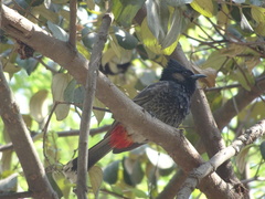 Pycnonotus cafer