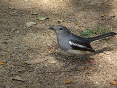 Copsychus saularis