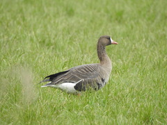 Anser albifrons albifrons