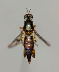 Benhamyia hoheria