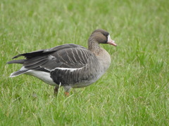 Anser albifrons albifrons