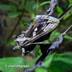 Chrysodeixis eriosoma