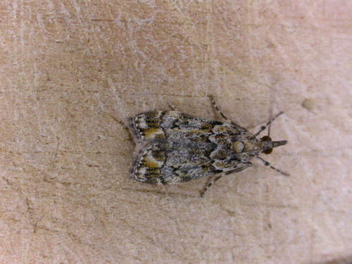 Eudonia minualis Walker, 1865