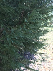 Juniperus virginiana