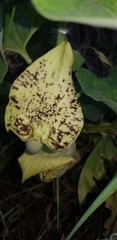Aristolochia bottae