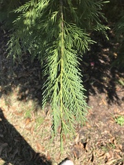 Juniperus virginiana
