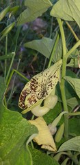 Aristolochia bottae