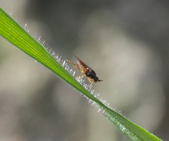 Elachiptera cornuta