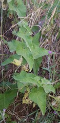 Aristolochia bottae