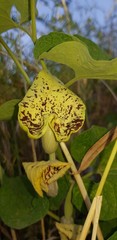 Aristolochia bottae