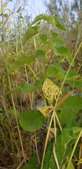 Aristolochia bottae