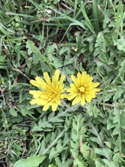 Taraxacum formosanum