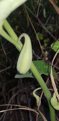 Aristolochia bottae