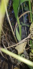 Aristolochia bottae