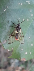 Argyroeides ophion