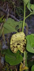 Aristolochia bottae
