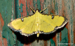 Goniorhynchus