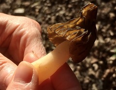 Morchella semilibera