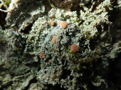 Bacidia rubella