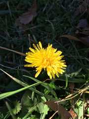 Taraxacum officinale
