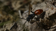 Nomada fabriciana