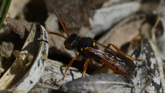 Nomada bifasciata