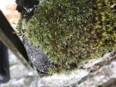 Grimmia donniana