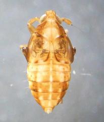 Megamelodes quadrimaculatus