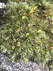Grimmia donniana