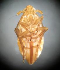 Megamelodes quadrimaculatus