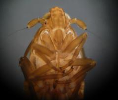 Megamelodes quadrimaculatus