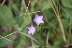 Campanula petiolata