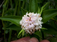 Pimelea longifolia