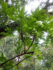 Fatsia polycarpa