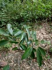 Quercus stenophylloides