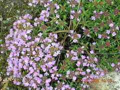Thymus nummularius