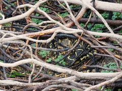 Bitis arietans arietans