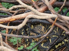 Bitis arietans arietans