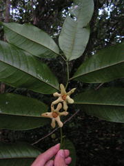 Guatteria pogonopus