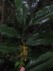 Guatteria pogonopus