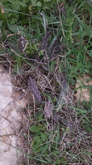Apteranthes europaea judaica