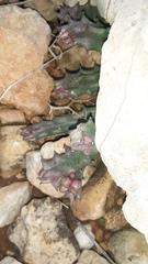 Apteranthes europaea judaica