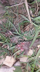 Apteranthes europaea judaica