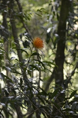 Stifftia chrysantha