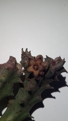Apteranthes europaea judaica