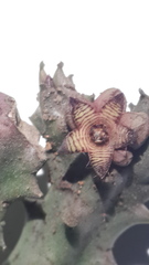 Apteranthes europaea judaica