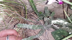 Apteranthes europaea judaica