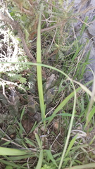 Apteranthes europaea judaica